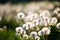 Dandelion seedhead closeup capturing in springtime