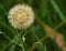 Dandelion Seedhead on Roadside, Portland, Colorado