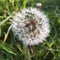 Dandelion seeds