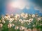 Dandelion seeds and beautiful sky with clouds