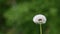 Dandelion seeds being blow off the bulb