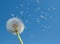 Dandelion Seeds Blow in Wind