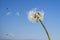 Dandelion with seeds blowing away in the wind