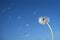 Dandelion with seeds blowing away in the wind across a clear blu