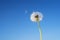 Dandelion with seeds blowing away in the wind across a clear blu