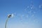 Dandelion with seeds blowing away in the wind across a clear blu