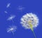 Dandelion with seeds blowing away in the wind across a clear blue
