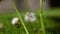 Dandelion seeds blowing from dandelion clocks on an out of focus green background