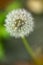 Dandelion seeds close up on natural blurred background. White fluffy dandelions, natural green blurred spring background.