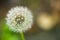 Dandelion seeds close up on natural blurred background. White fluffy dandelions, natural green blurred spring background.