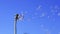 Dandelion seeds flying in the blue sky.