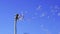 Dandelion seeds flying in the blue sky.