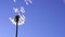 Dandelion seeds flying in the blue sky