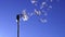 Dandelion seeds flying in the blue sky.