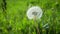 Dandelion seeds flying on the green background