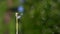 Dandelion seeds flying on the green background.