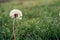 Dandelion seeds flying trough air. plant silhouette at sunset