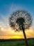 Dandelion seeds flying trough air. plant silhouette at sunset