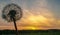 Dandelion seeds flying trough air. plant silhouette at sunset