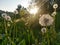 Dandelion seeds flying trough air. plant silhouette at sunset