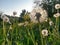 Dandelion seeds flying trough air. plant silhouette at sunset