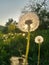 Dandelion seeds flying trough air. plant silhouette at sunset