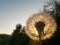 Dandelion seeds flying trough air. plant silhouette at sunset