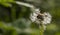 Dandelion seeds in the forest