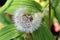 Dandelion seeds on the leaves of Solomon`s-Seal