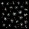 Dandelion seeds macro photo, isolated object on black background