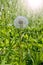 Dandelion seeds round fluffy hat of ripe flower of dandelion with ray of sunshine highlight. Wild Dandelion in the high green