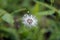 Dandelion seeds, Taraxacum officinale, on garden