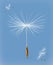 Dandelion seeds vector icon