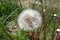 Dandelion seeds waiting to turn into flowers in spring