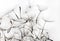 Dandelion seeds white background