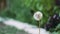 Dandelion selectve focus with green blurred background and room for text