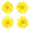 Dandelion, a set of four flowers, isolated on a white background.