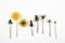 Dandelion in seven different stages isolated on a white background.