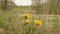 Dandelion on the shore of a pond. Swamp and lake. Natural shooting.