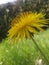 Dandelion from the side in front of light green grass