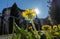 Dandelion at the side of a walk way in Davos Switzerland