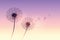 Dandelion silhouette at purple sunset with flying seeds