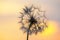 Dandelion silhouetted against the sunset sky. Nature and botany of flowers