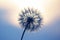 Dandelion silhouetted against the sunset sky. Nature and botany of flowers