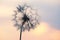 Dandelion silhouetted against the sunset sky. Nature and botany of flowers