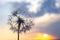 Dandelion silhouetted against the sunset sky. Nature and botany of flowers