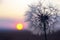 Dandelion silhouetted against the sunset sky. Nature and botany of flowers