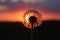 Dandelion Silhouetted in the Iowa Sunset