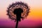 Dandelion Silhouetted By The Sunset 