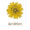 Dandelion. Sketch yellow dandelion.